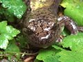 Pacific Giant Salamander (Crabtree Valley)