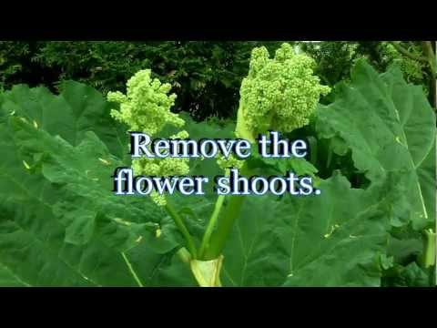 how to harvest rhubarb in fall