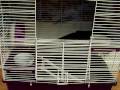 Peruvian Guinea Pig , Turtles, Syrian Teddybear Hamster,  Lionhead Bunny  Cage Updates
