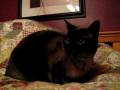 Evil Cat Siamese