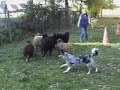 Abraxa and the sheeps Abraxa and the sheeps