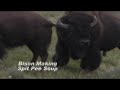 Wildlife Relief