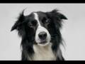 videos de animals