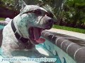 PitBull Sharky in a Swimming Pool! \" I FEEL GOOD \"