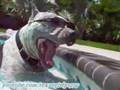 PitBull Sharky in a Swimming Pool! I FEEL GOOD