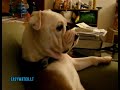 Buldogas žiūri TV... Kaip bosas!