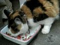 ?????????? Cat Mi-chan