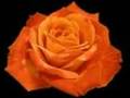 buy roses online