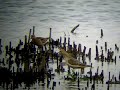 Buff-breasted Sandpiper - Tryngites subruficollis
