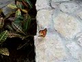 Robotic Insect Butterfly Video Review :: GadgetMadness