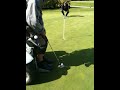 Golf Putting on Green with Paragolfer