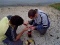 Coca cola + mentos