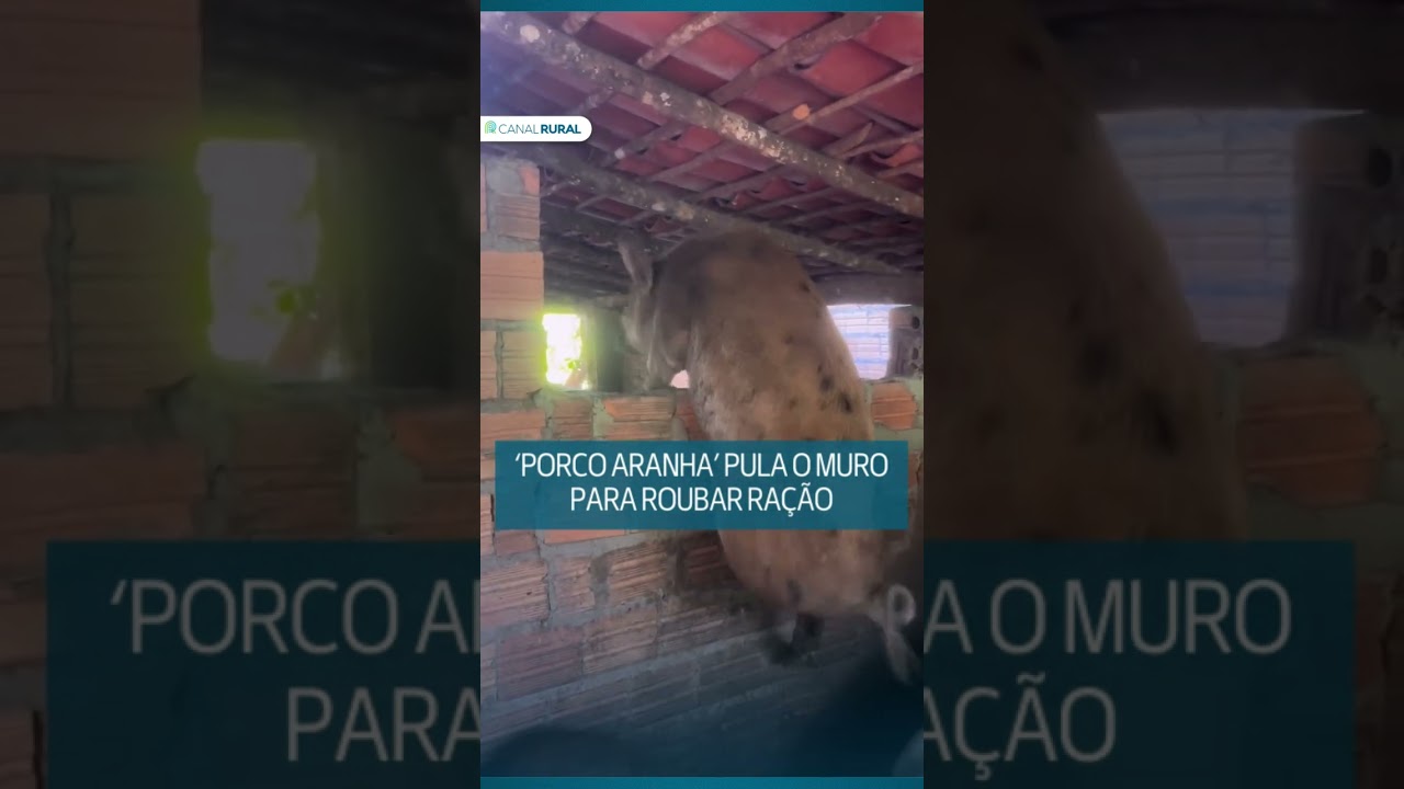 ‘Porco aranha’ pula o muro para roubar ração