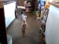 a dog dancing the salsa too funny haha