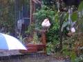 videos de Gladys the chicken defending her food,