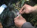 Wild andean bear captured Wild andean bear captured