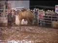 Bull Riders at the 2007 Pauls Valley, OK Rodeo