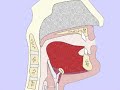 mouth