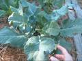 videos de Late Nov Garden.wmv