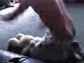 Boy wrestlimg teddy part 1