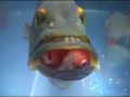 Cichla ocellaris Cichla ocellaris