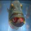 Cichla ocellaris