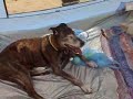 Jeda and her beach tent at la perouse sydney