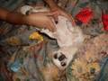videos de the cutest dog EVER