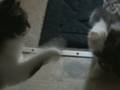 videos de La guerre des chattes