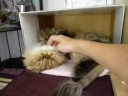 Janelle - Cats and Boxes - Boxhab Part II Janelle - Cats and Boxes - Boxhab Part II