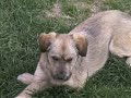 DARKI - NUEVA VIDA ADOPCIONES