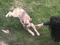 DARKI - NUEVA VIDA ADOPCIONES