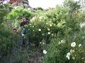 El abejaruco gritando