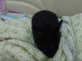 videos de xiaozhu.wmv