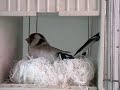 Darrrrek - carduelis EUMO mutation 1