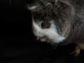 My guinea pig cleaning herself My guinea pig cleaning herself