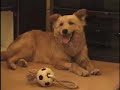 Blue Dog Rescue
