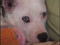 Blue Dog Rescue