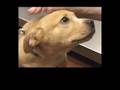 Blue Dog Rescue
