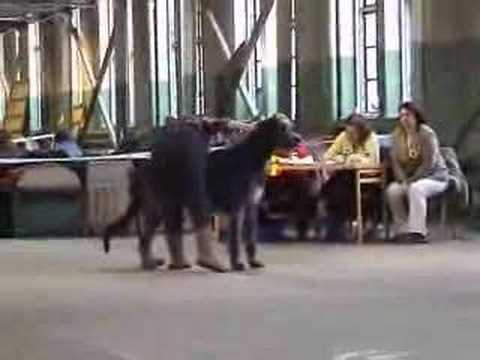 Happy Irish Wolfhound