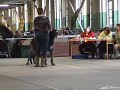 Happy Irish Wolfhound