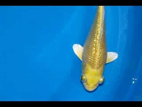 how to cure dropsy in koi fish