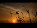 Alien Life Cycle