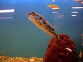 Mabu Puffer