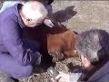 Vaca sobrevive mutilación