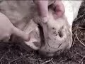 Vaca sobrevive mutilación