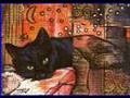 Black Cat Aceos