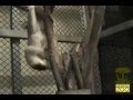 Koalas at the San Francisco Zoo