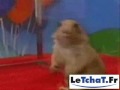 Ecureuil en mode moment dramatique