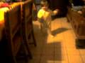 videos de ma puce